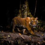 tigres