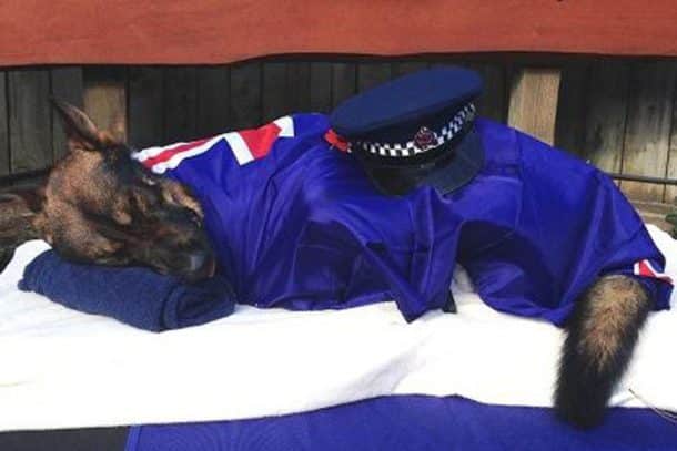 Gazza le chien NZ Police inhumé après avoir été abattu par un tireur armé.