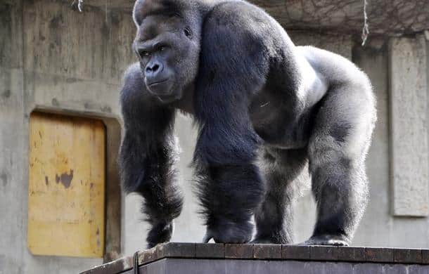 HIGASHIYAMA ZOO - AFP