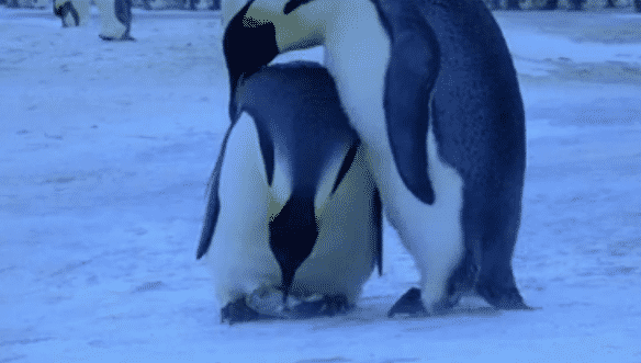 Penguins pleurent la mort de leur bébé.