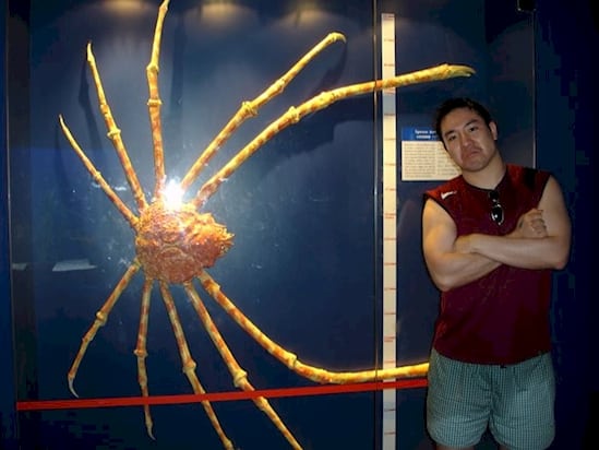 araignée crabe : 3.8m et 19kilos