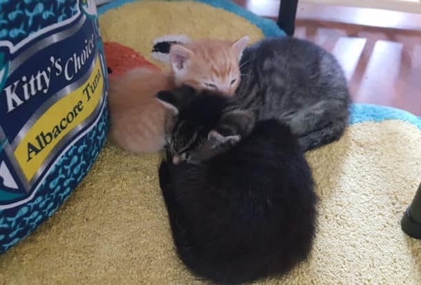 cop-rescues-kitten-donut-operator-1