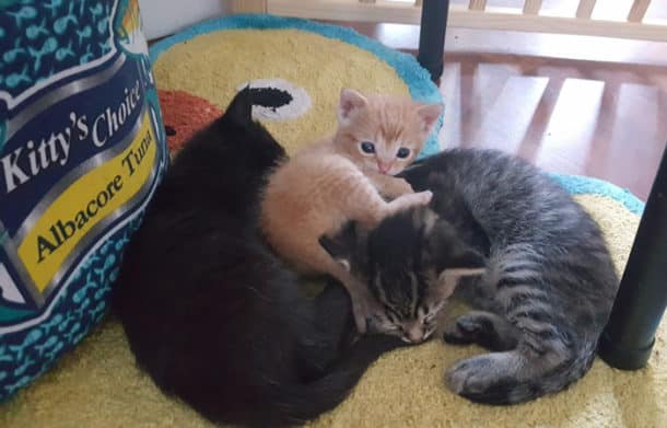 cop-rescues-kitten-donut-operator-3