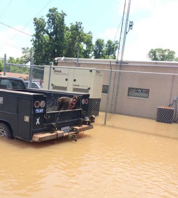 dad-son-save-dogs-flood-texas-15