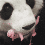 panda