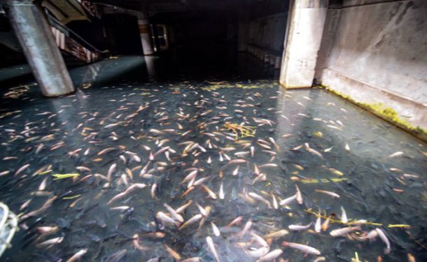 Des-poissons-dans-un-centre-commercial