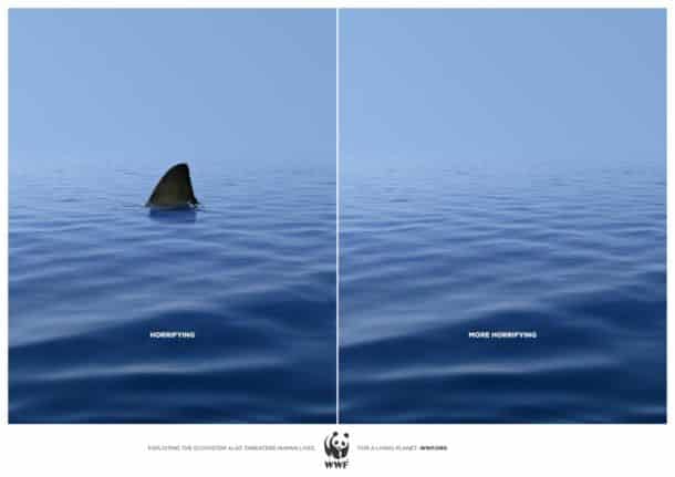 WWF-requin