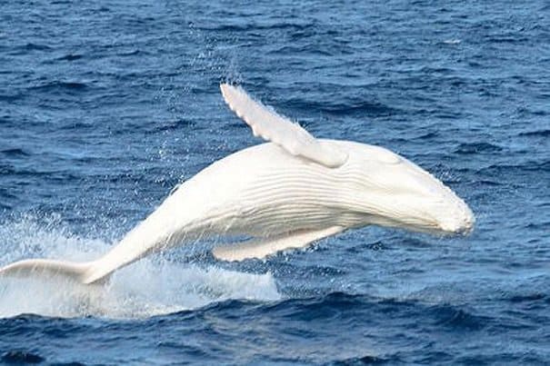 baleine blanche