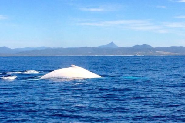 baleine à bosse