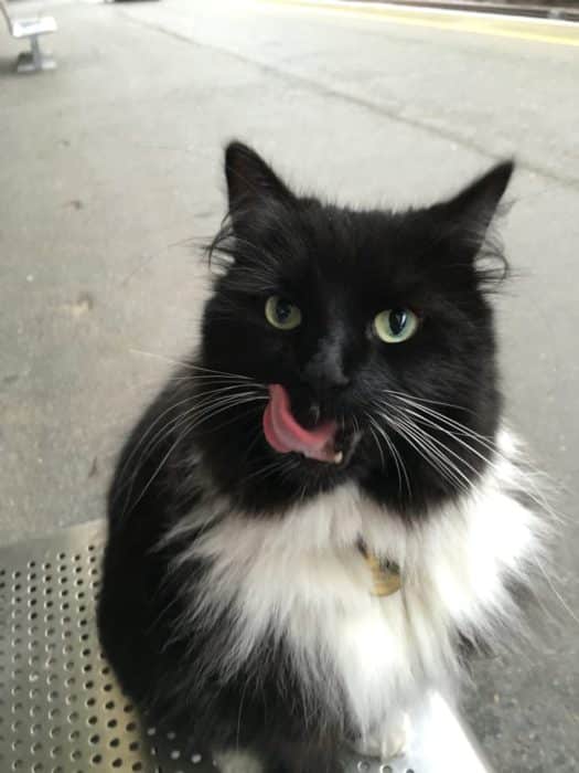 chat gare
