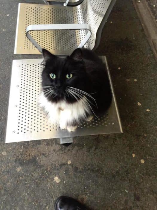 chat train