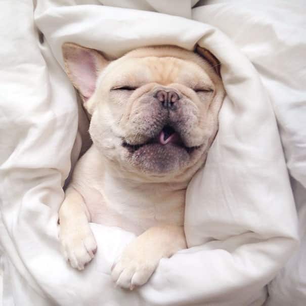 cute-bulldog-smiling-sleeping-dog-narcoleptic-frenchiebutt-millo-23