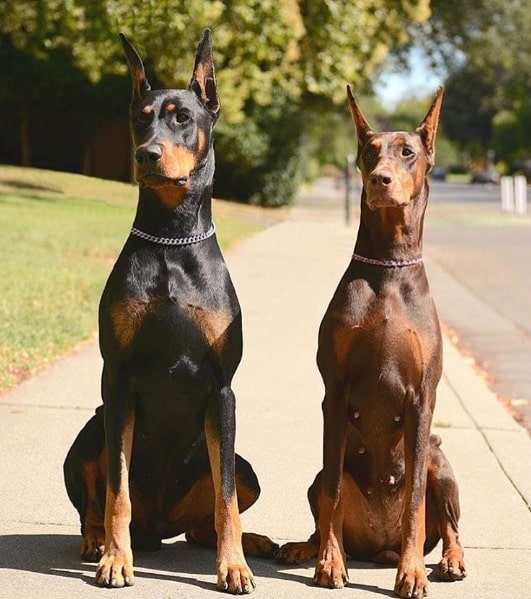 dobermans