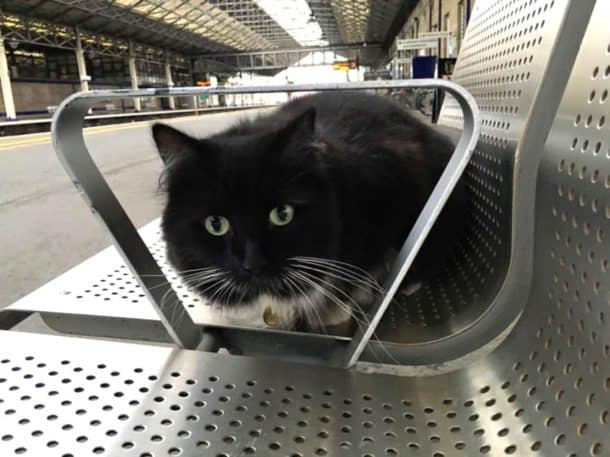 gare chat