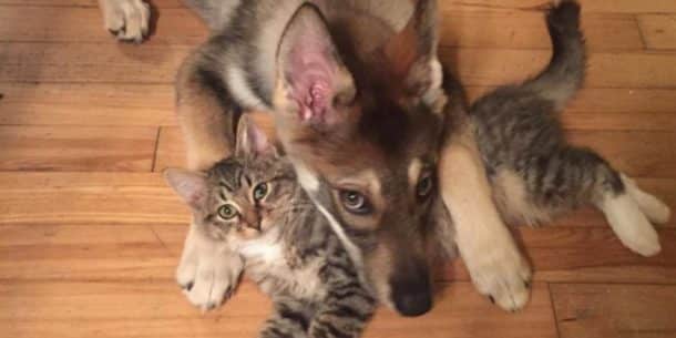 husky1