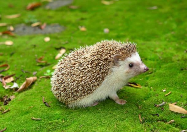 hérisson1