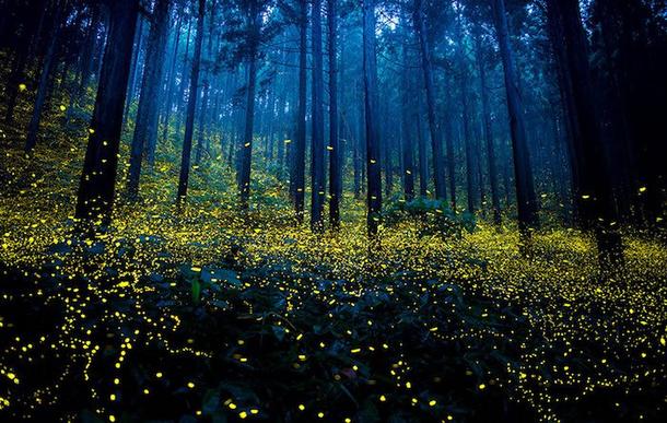 Forêt féérique au Japon : que la lumière soit !