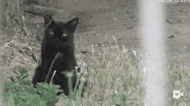 Zoo chat Petit Ours petit ours