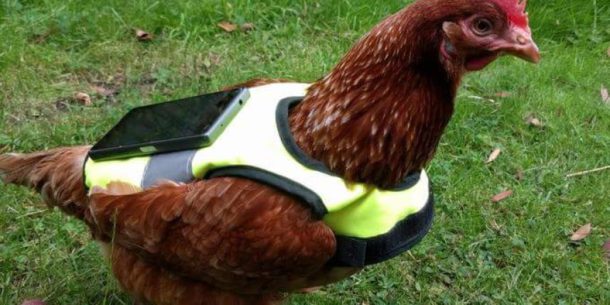 poule