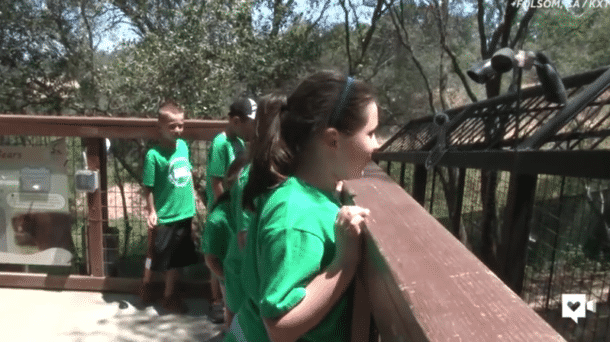 zoo chat et ours zoo