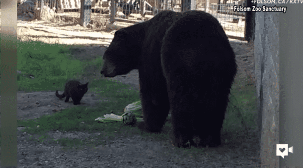 Ours Sakoa zoo zoo chat ours