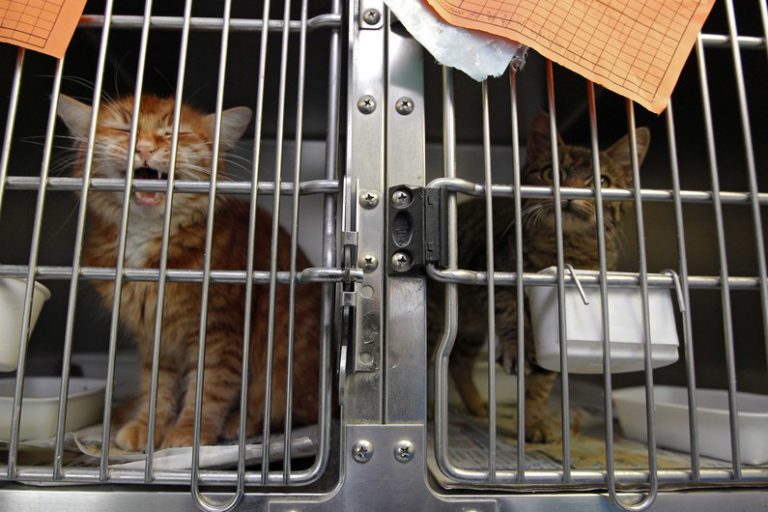 44 animaux entassés au milieu des excréments dans l