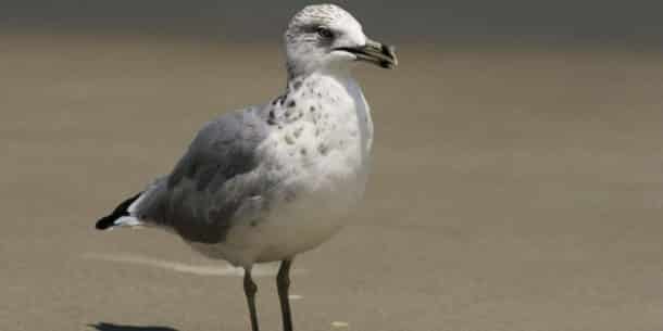 mouette
