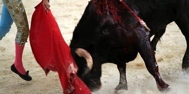 toro