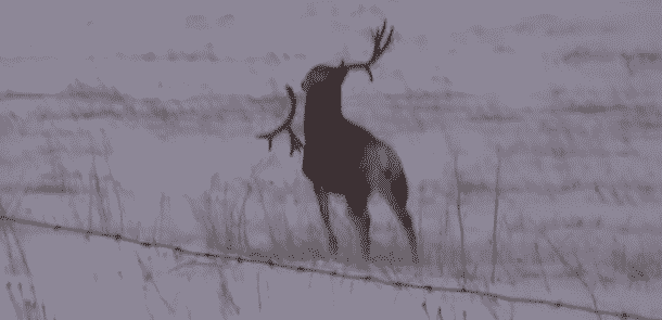 cerf