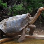 tortue