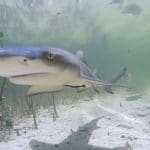 bébés requins