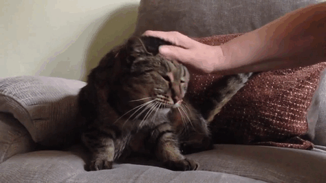 calin-muscade