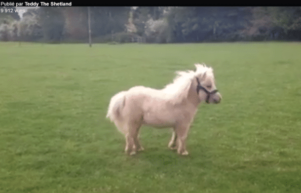 Teddy le petit Shetland