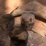 tortue