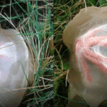 champignon