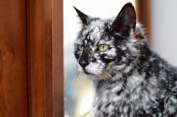chat noir atteint de vitiligo