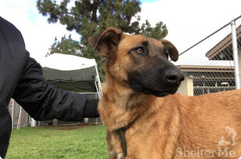 Abandonné dans un refuge, ce chien a vu sa famille partir
