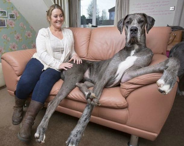 Freddy le plus grand chien au monde