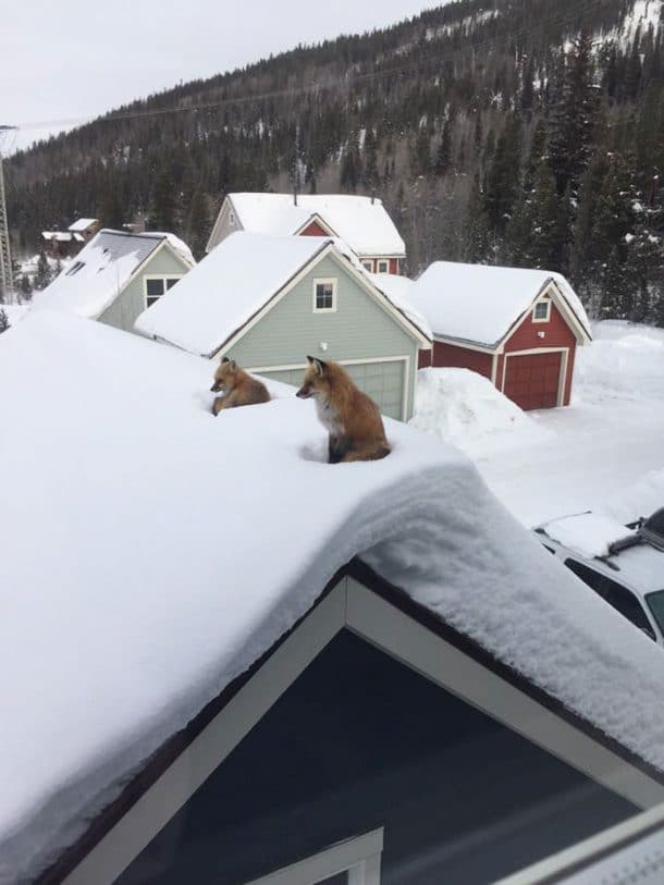 Deux renards sur le toit d'un habitant du Colorado