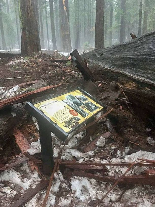 sequoia géant millénaire