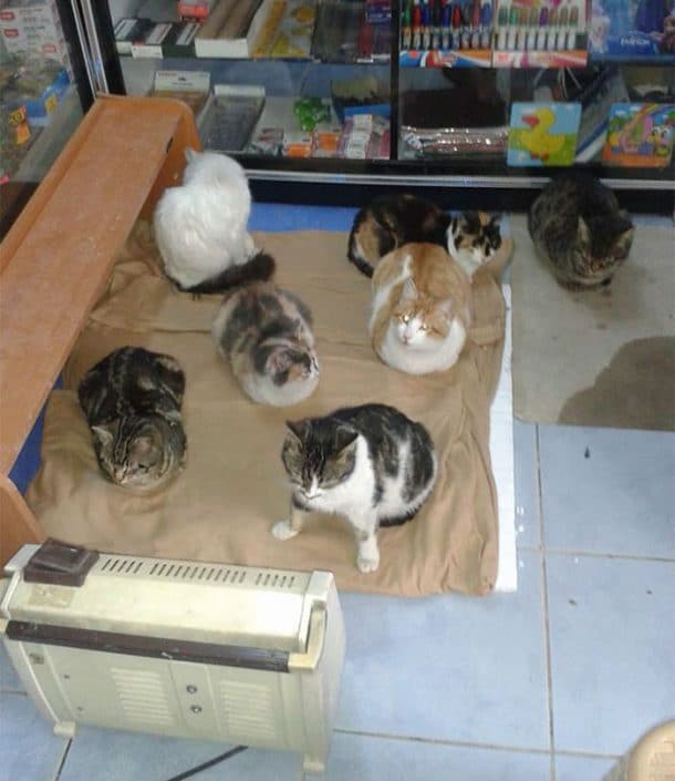 Les chats dans la boutique de Selçuk Bayal à Istanbul
