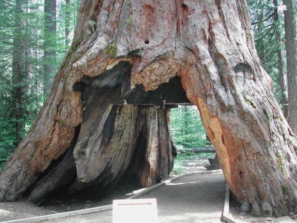 Sequoia en Californie