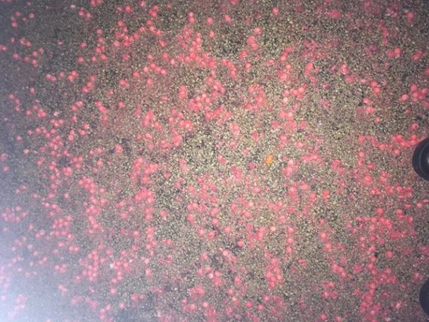 Comté de Dodge (Wisconsin) : des milliers de Skittles retrouvés par terre