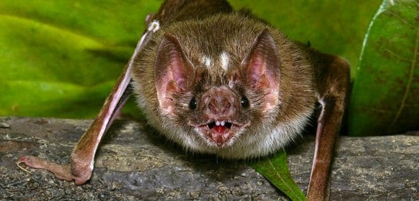 Les chauves-souris vampires se nourrissent de sang humain