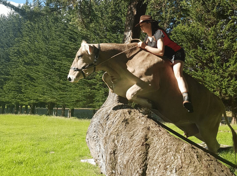 Fille belge apprend le saut d’obstacle à une vache