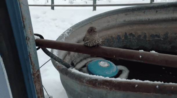 petit oiseau collé à la barrière