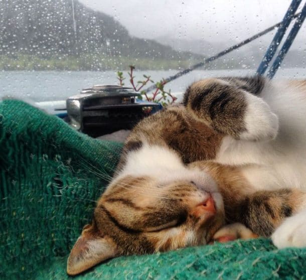 Tour du monde en voilier : une femme et un chat