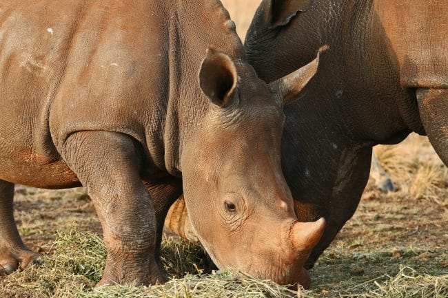 Braconnage des rhinocéros en Inde