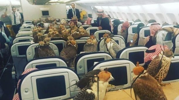 80 faucons dans un avion