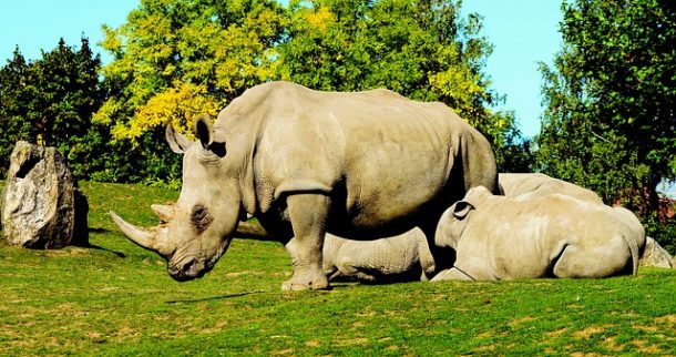 Le Le parc naturel de Kaziranga protège ses rhinocéros